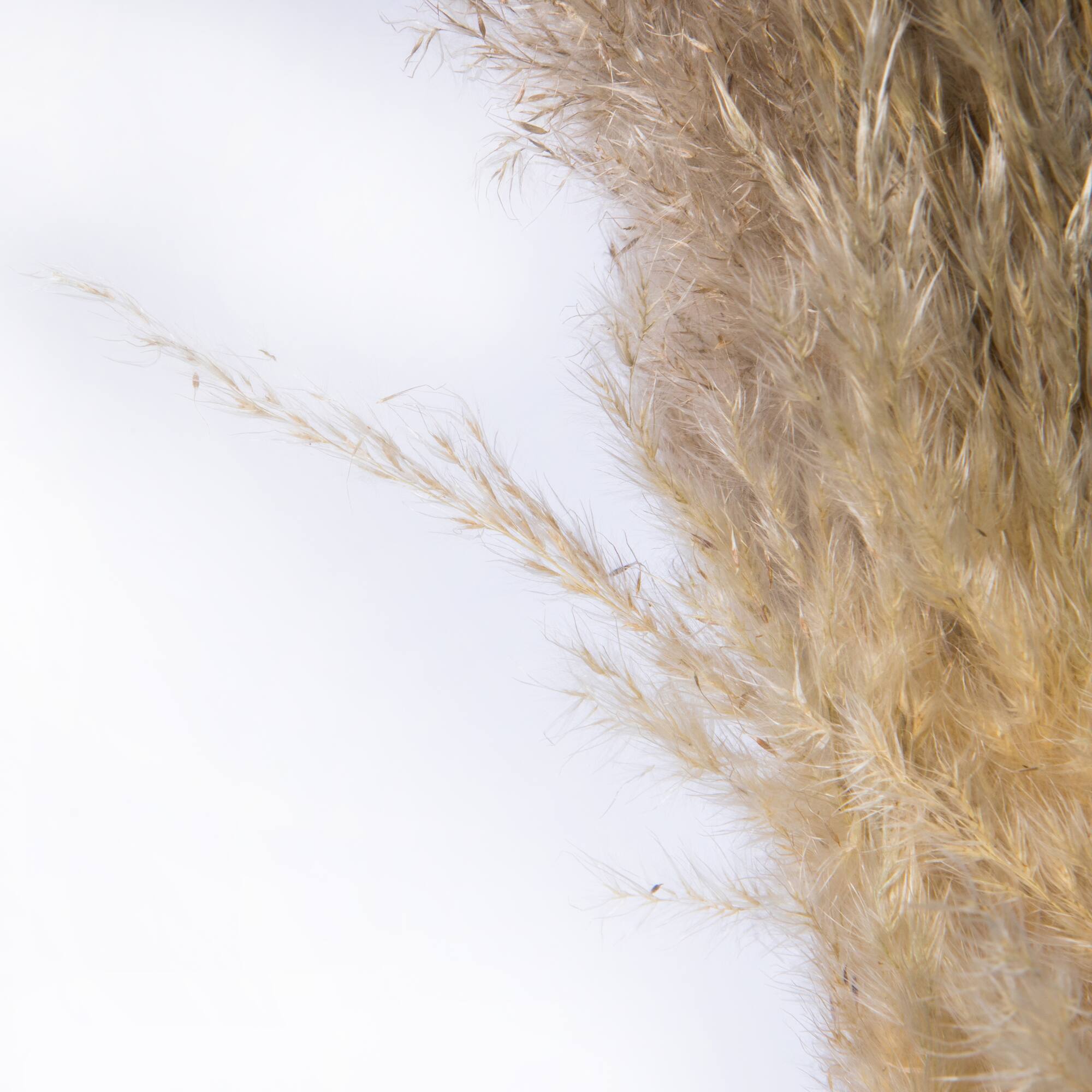 Dried Natural Pampas Grass, 6ct.